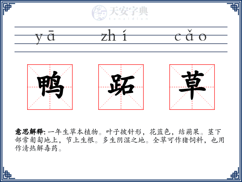 鸭跖草