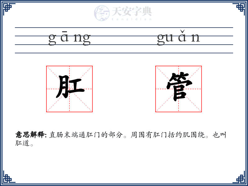 肛管