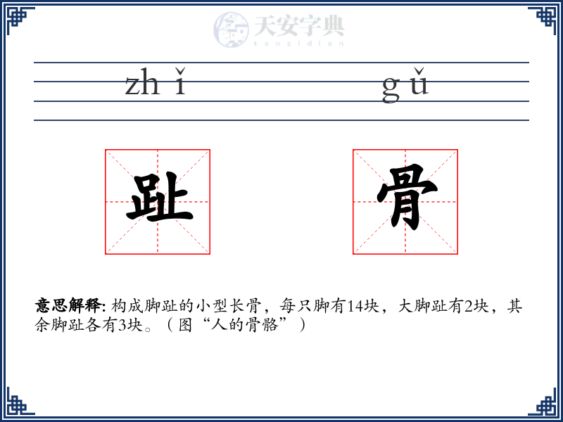 趾骨