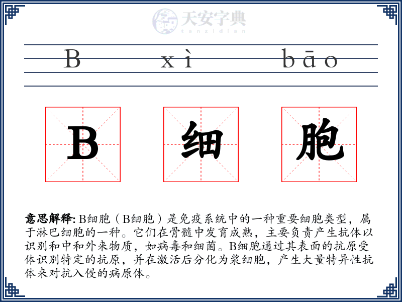B细胞