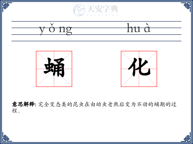 蛹化