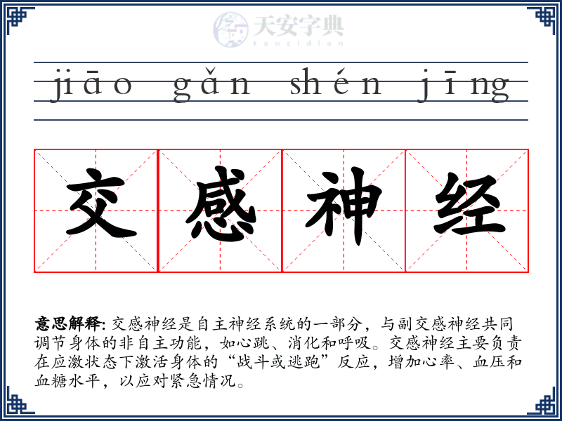 交感神经