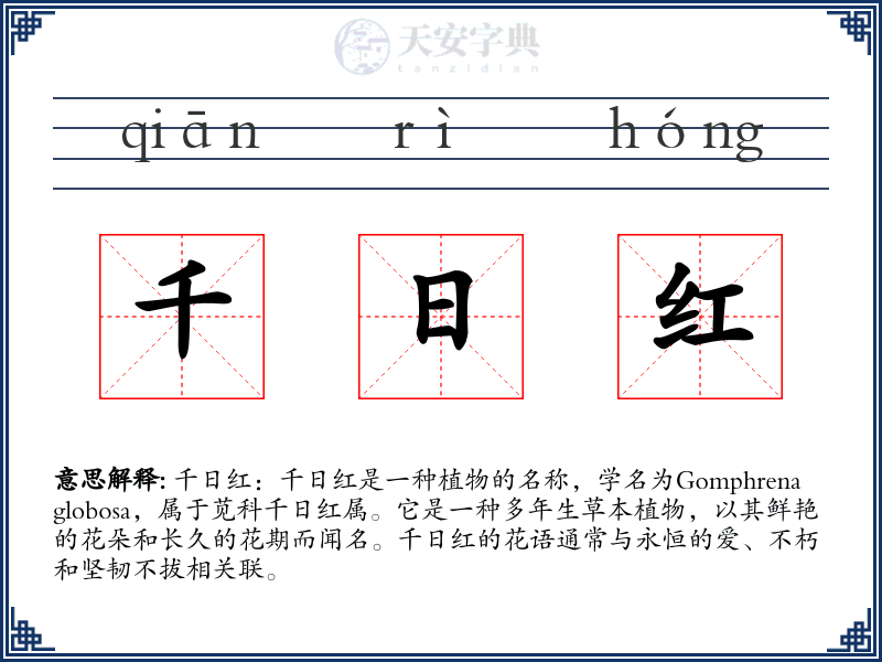 千日红