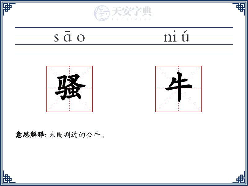 骚牛