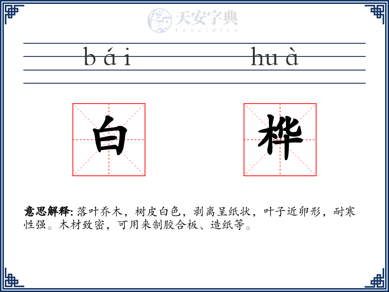 白桦