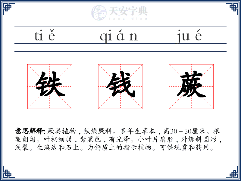 铁钱蕨