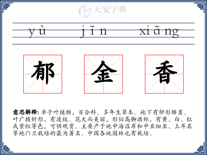 郁金香