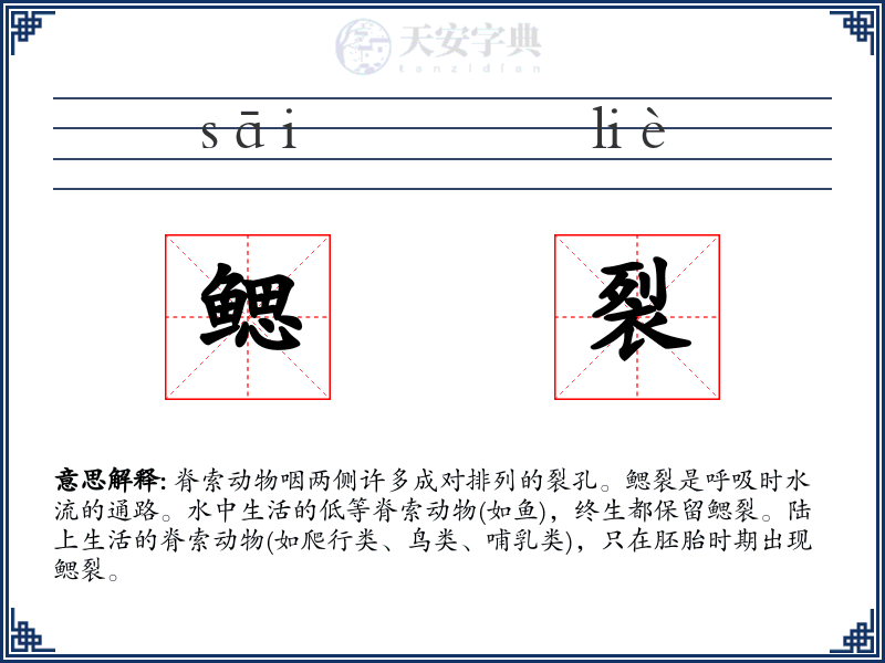 鳃裂