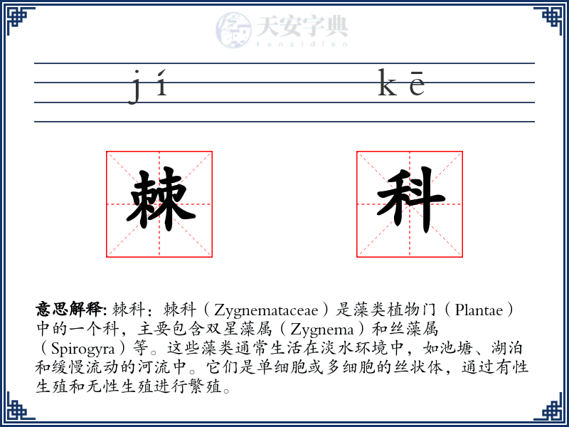 棘科