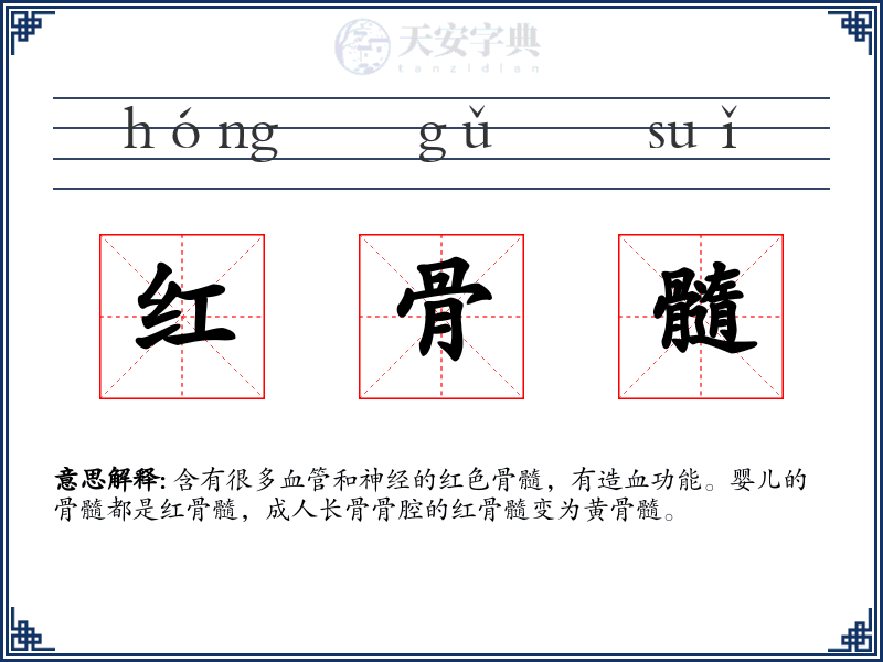红骨髓
