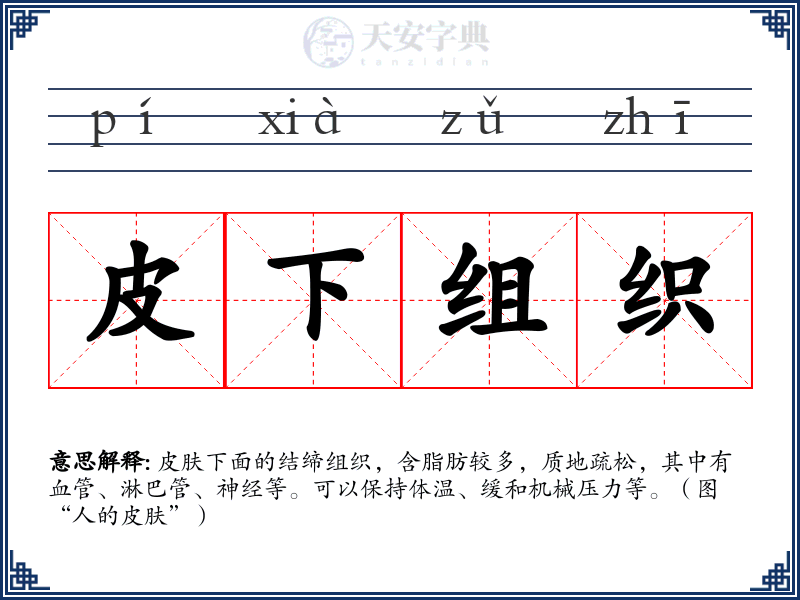 皮下组织