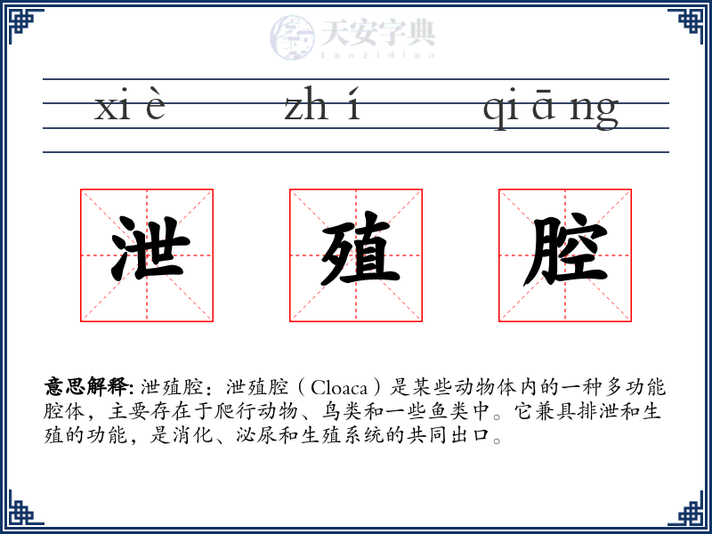 泄殖腔