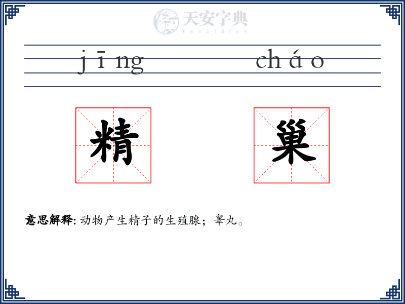 精巢