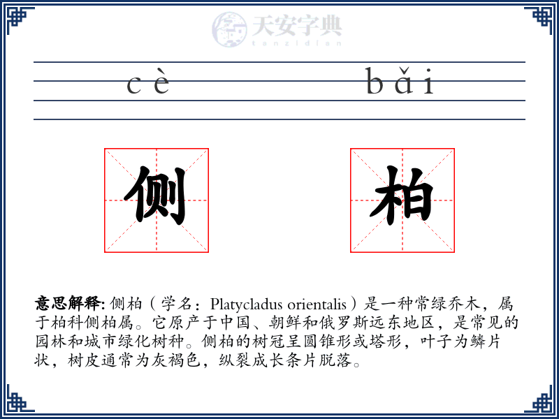侧柏