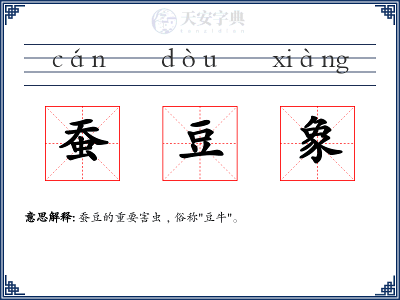 蚕豆象