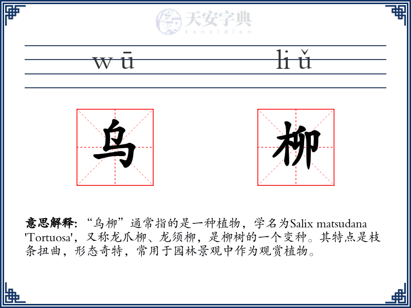 乌柳