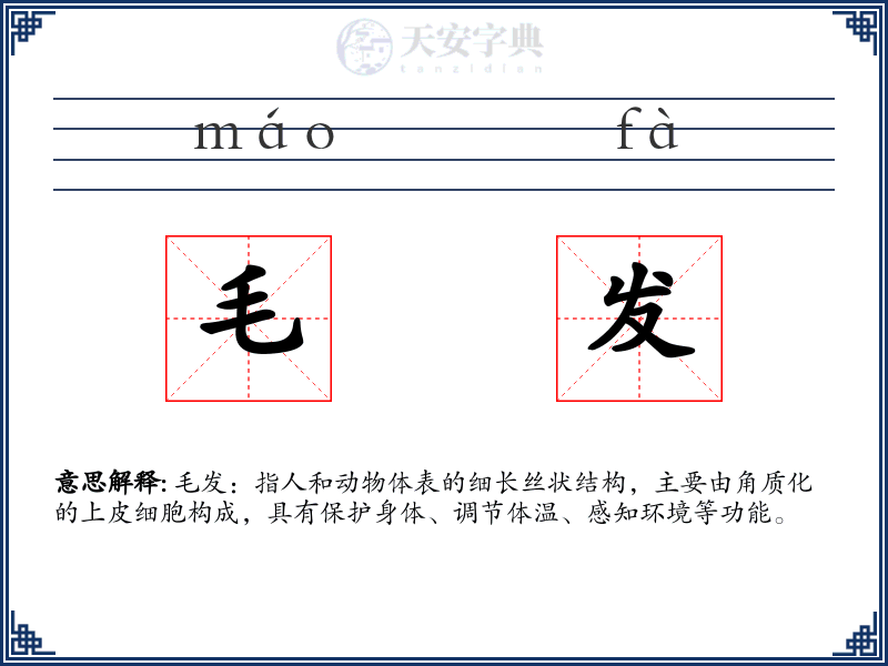 毛发