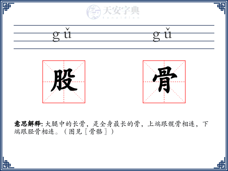 股骨