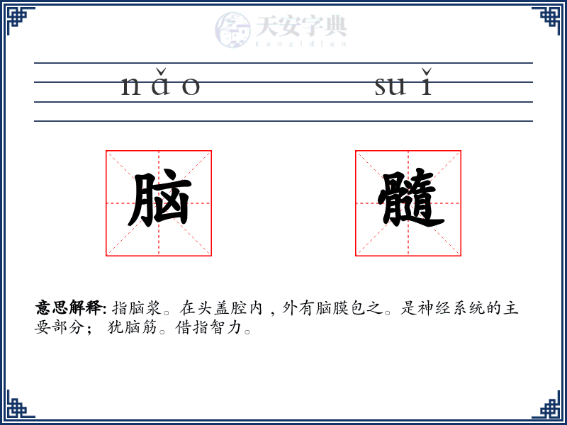 脑髓