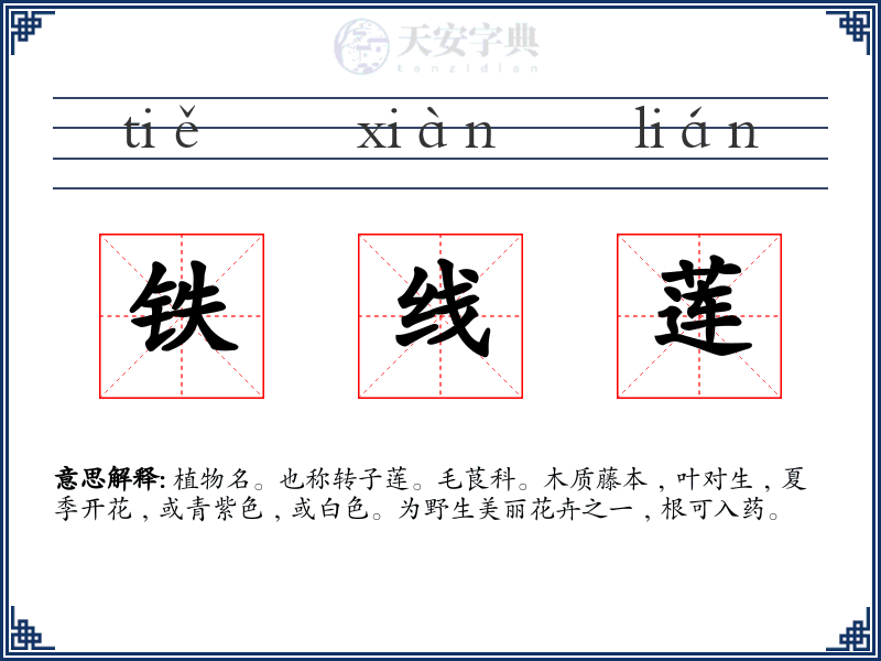 铁线莲
