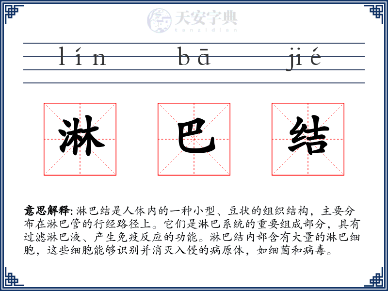 淋巴结