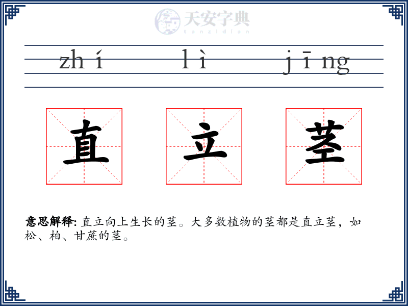 直立茎