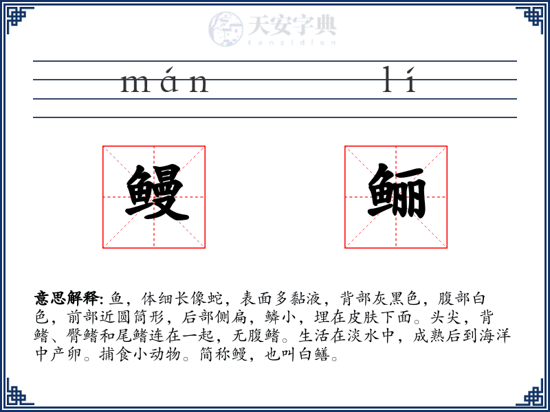鳗鲡