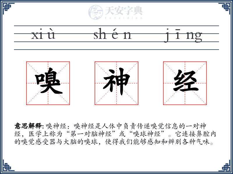 嗅神经