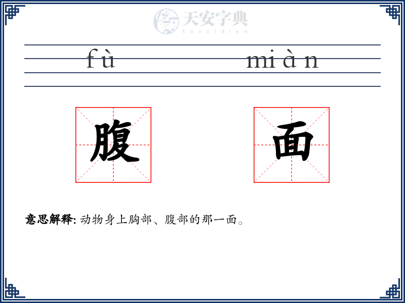 腹面