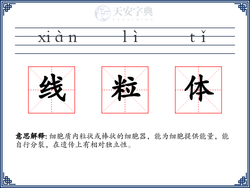 线粒体