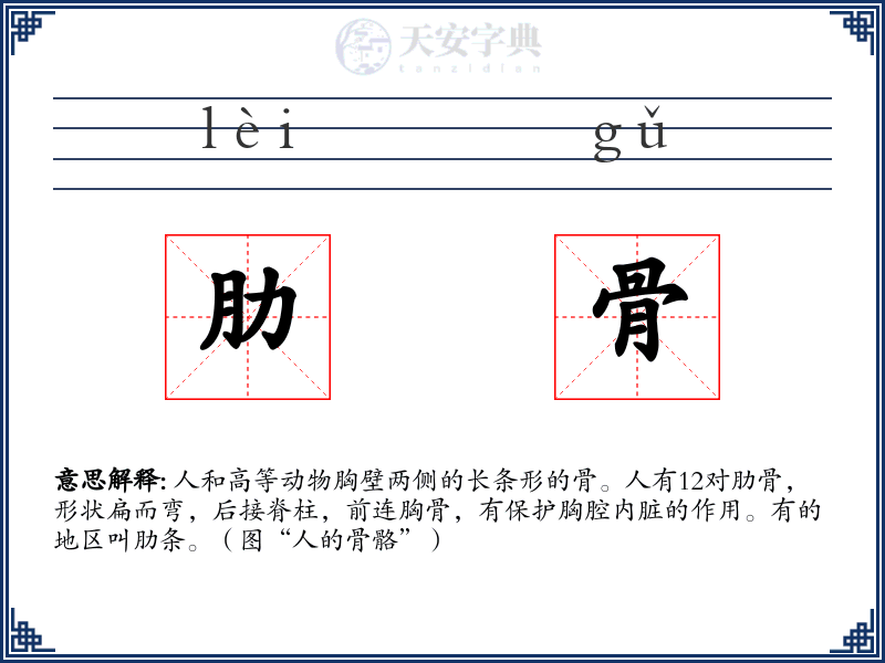 肋骨