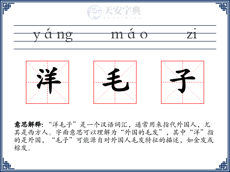 洋毛子