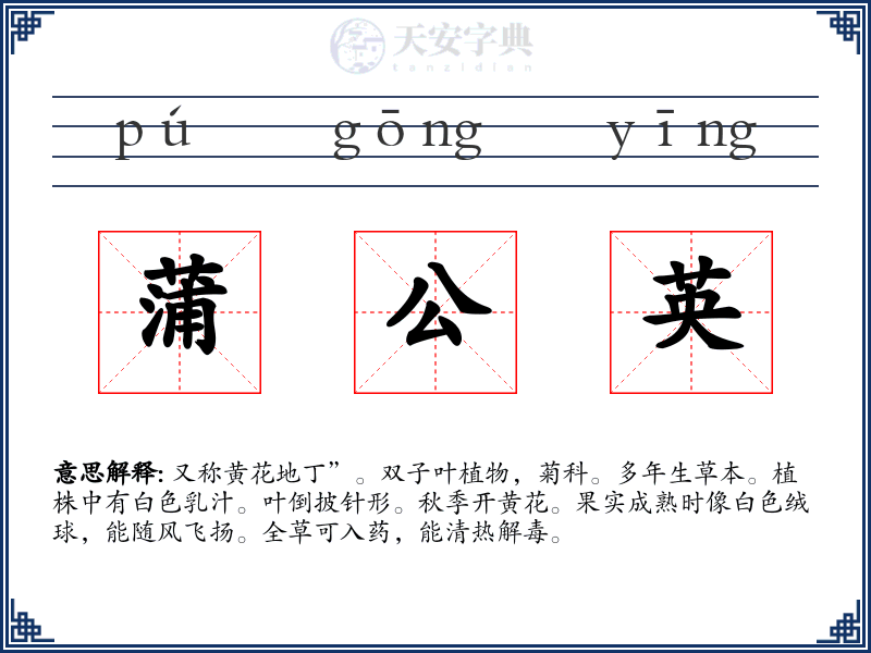 蒲公英