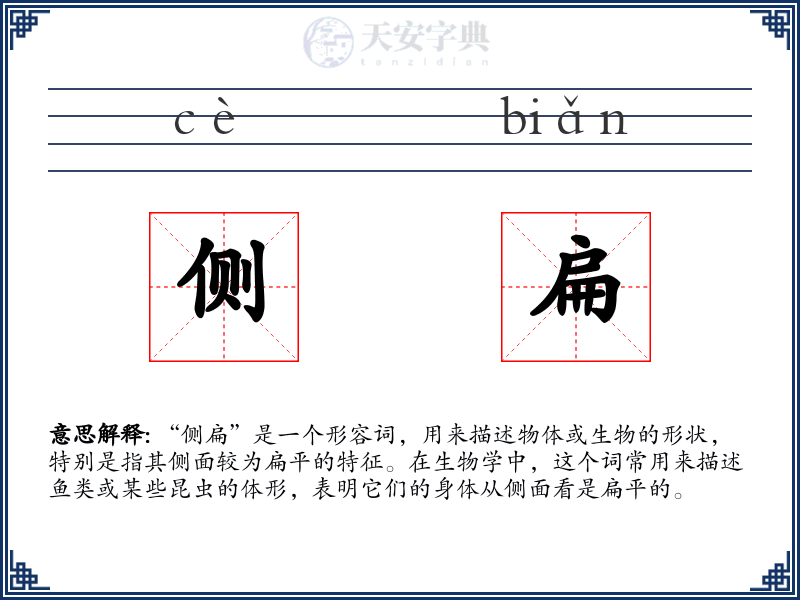 侧扁