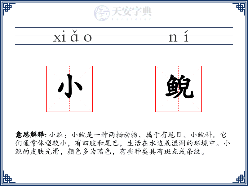 小鲵