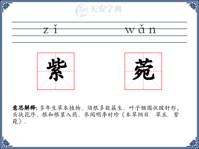 紫菀