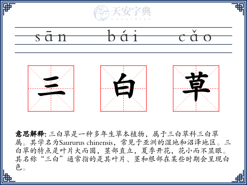 三白草