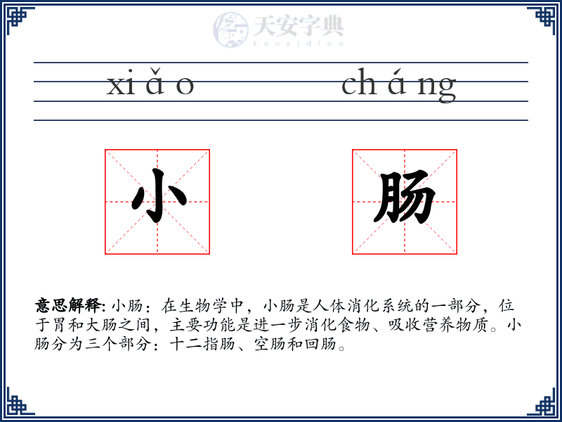 小肠