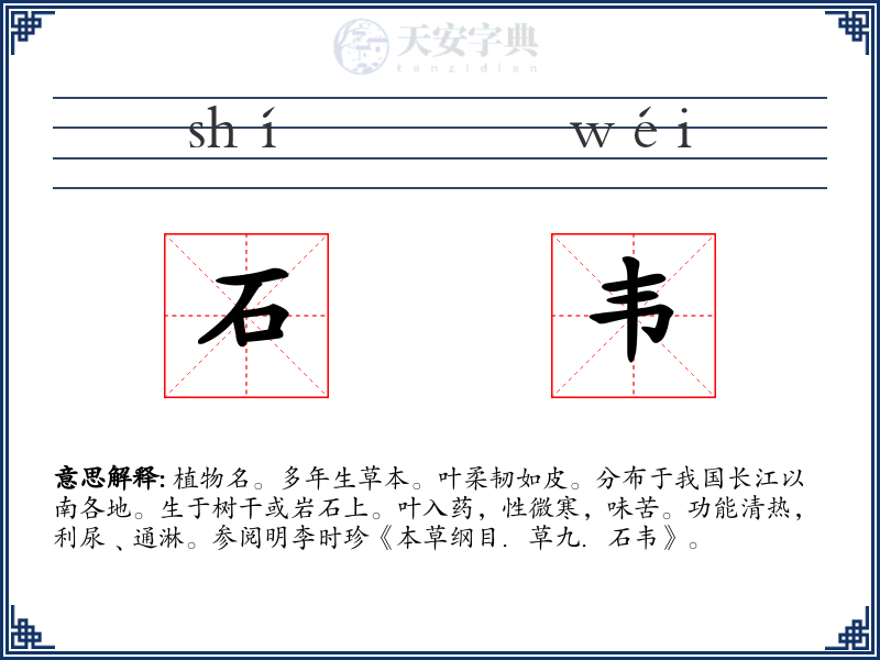石韦