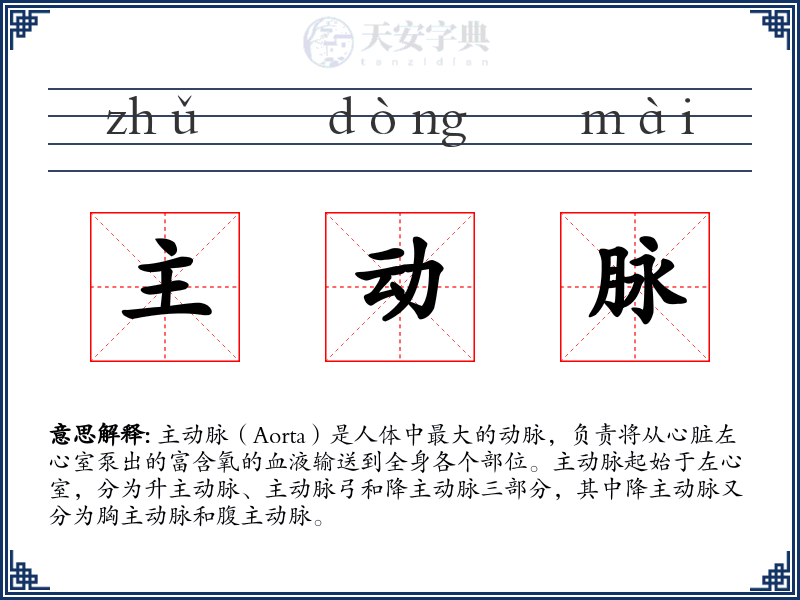 主动脉