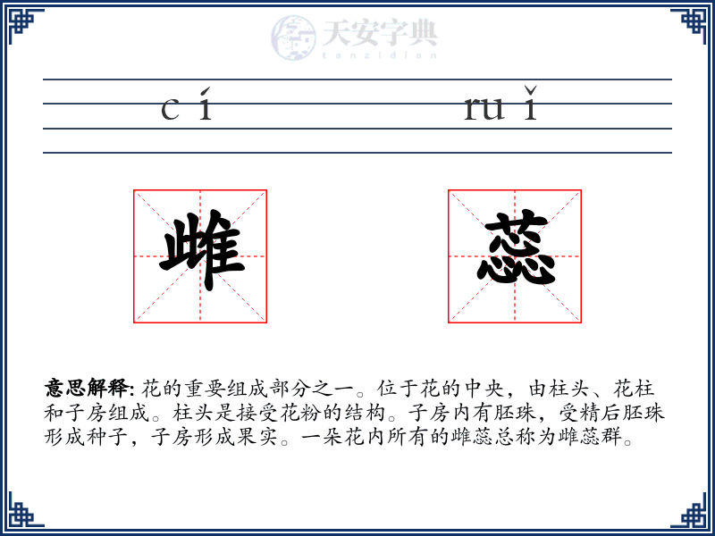 雌蕊