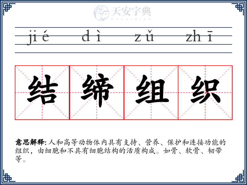 结缔组织