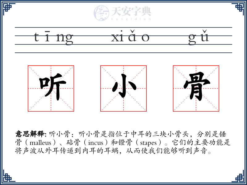 听小骨