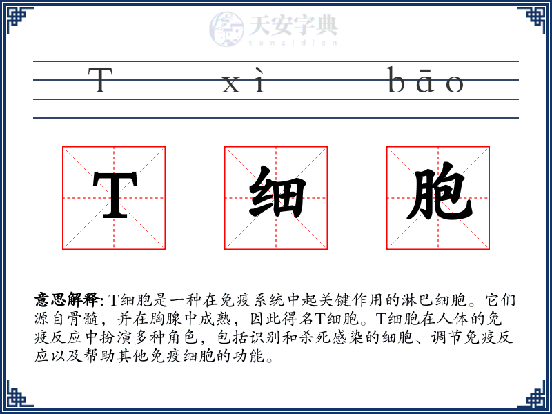 T细胞