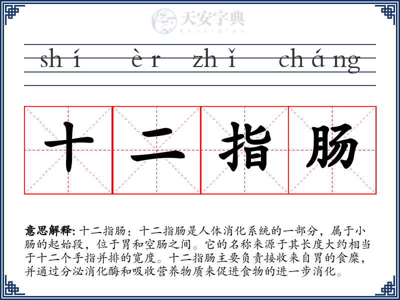 十二指肠
