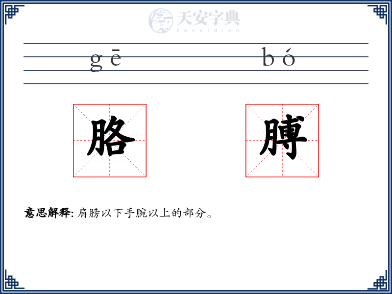 胳膊