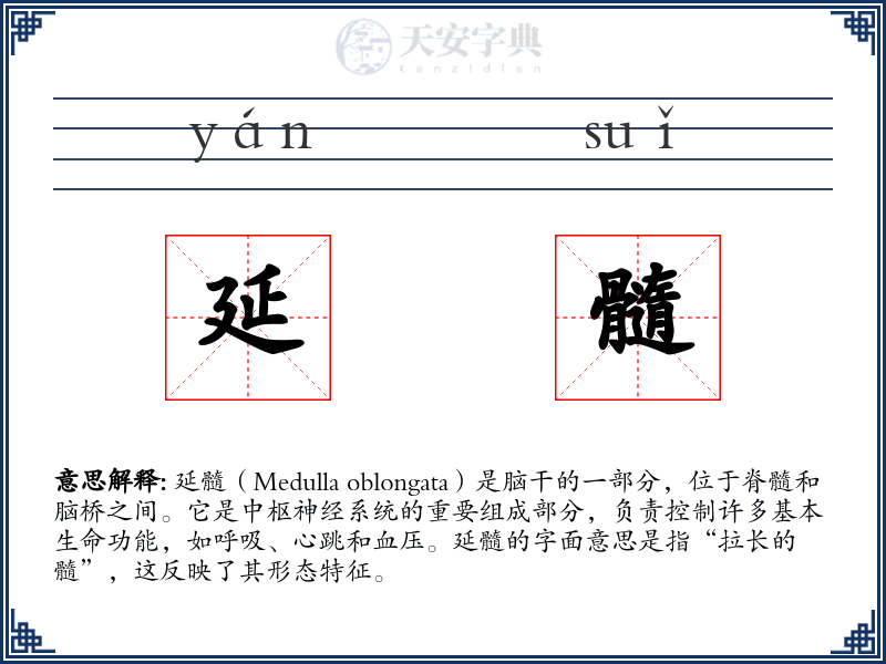 延髓