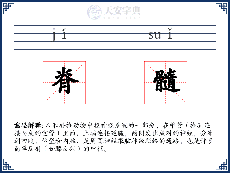 脊髓