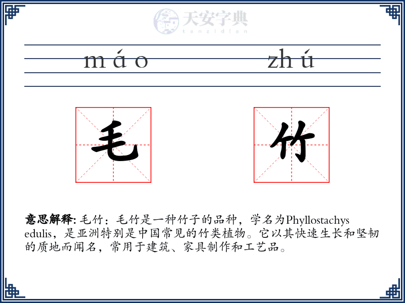 毛竹
