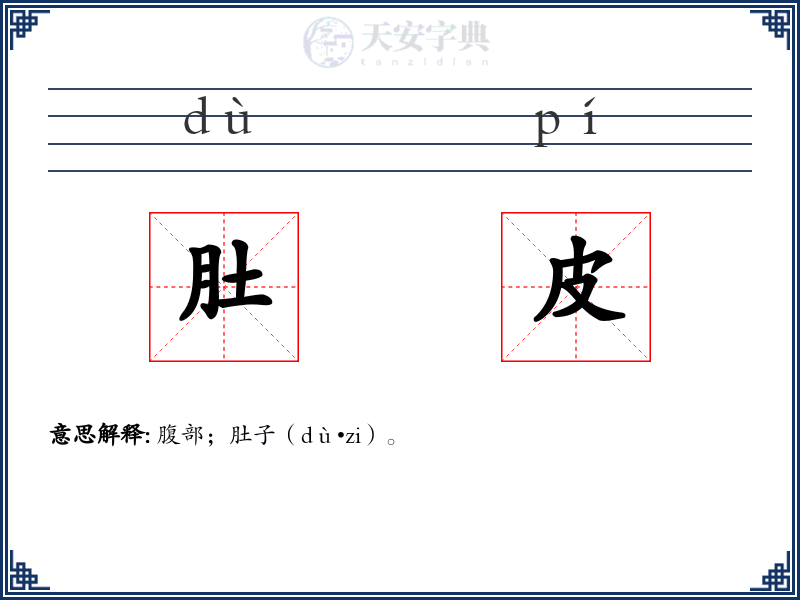 肚皮